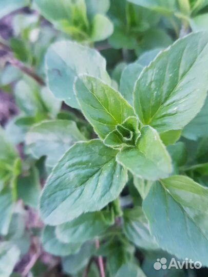 Иссоп лекарственная трава