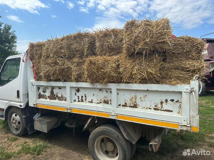 Ячмень яровой