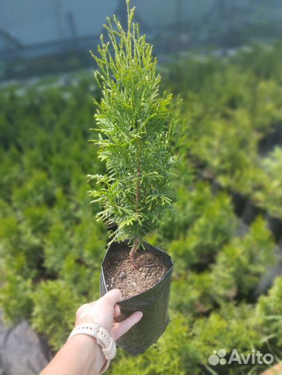 Туя Смарагд