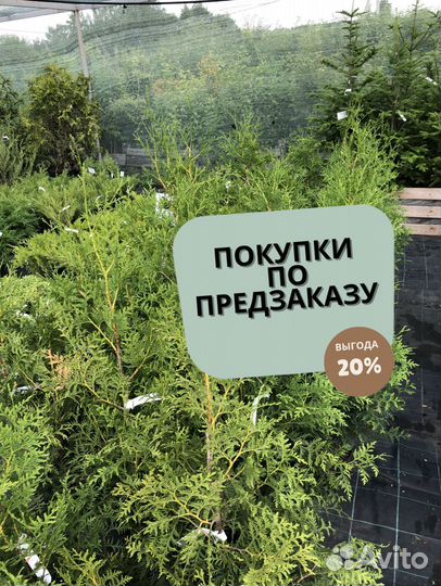 Туя 130-140 см