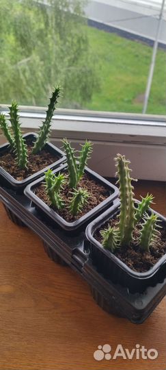 Гуэрния цветущая