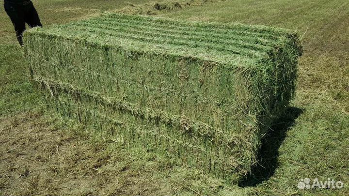Сено люцерны