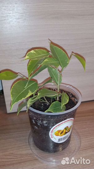 Фикус Голден Кинг