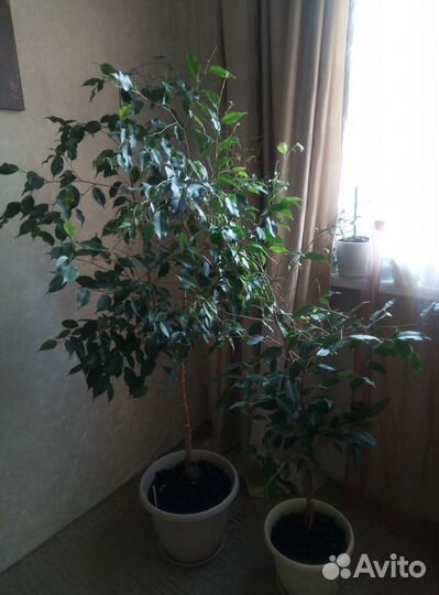 Фикусы Бенджамина