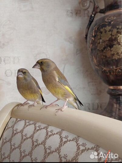 Орнитолог Специалист по птицам