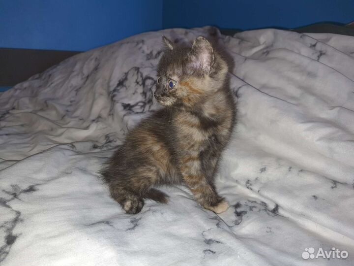 Котенок в добрые руки