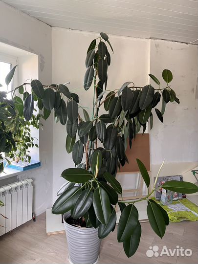 Фикус робуста