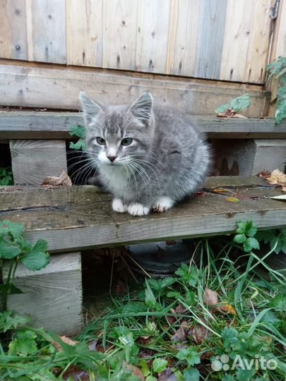 Котик 4 месяца