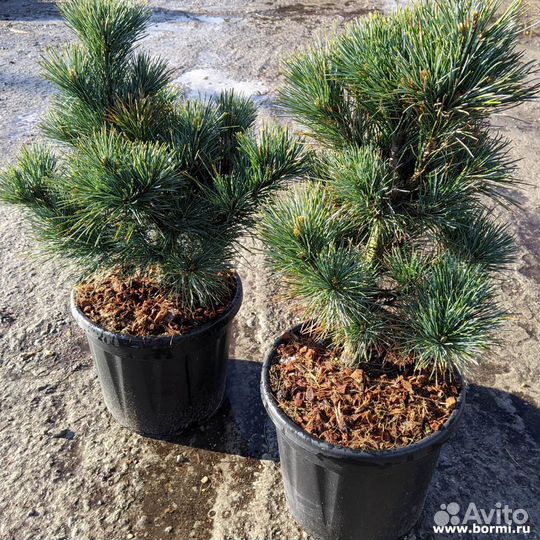 Сосна кедровая европейская Глаука