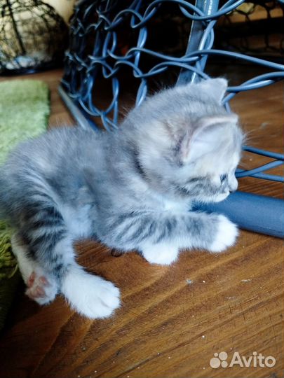 Курильский бобтейл