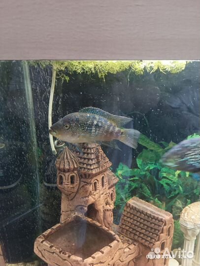 Аквариумные рыбки