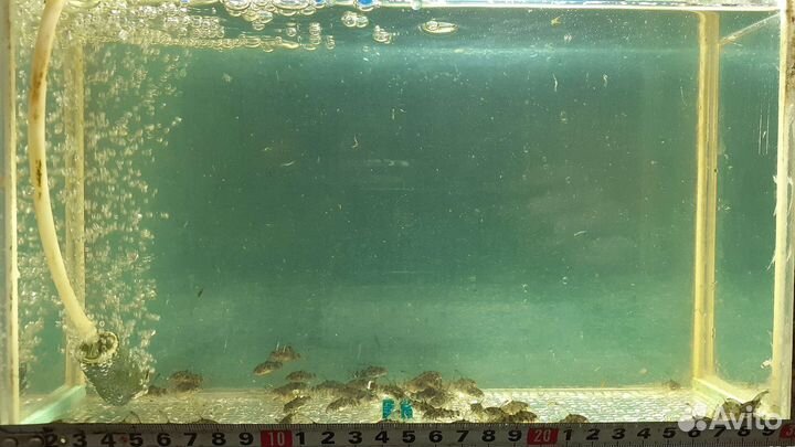 Аквариумные рыбки