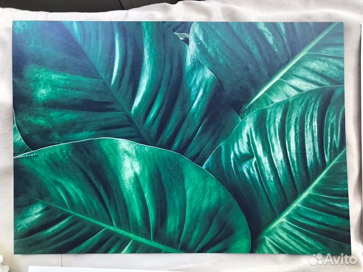 Постеры для интерьера. Постеры с цветами