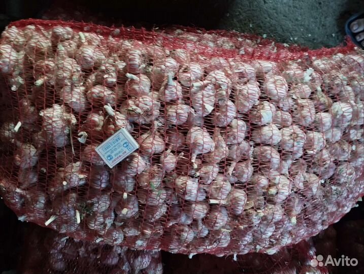 Чеснок любаша