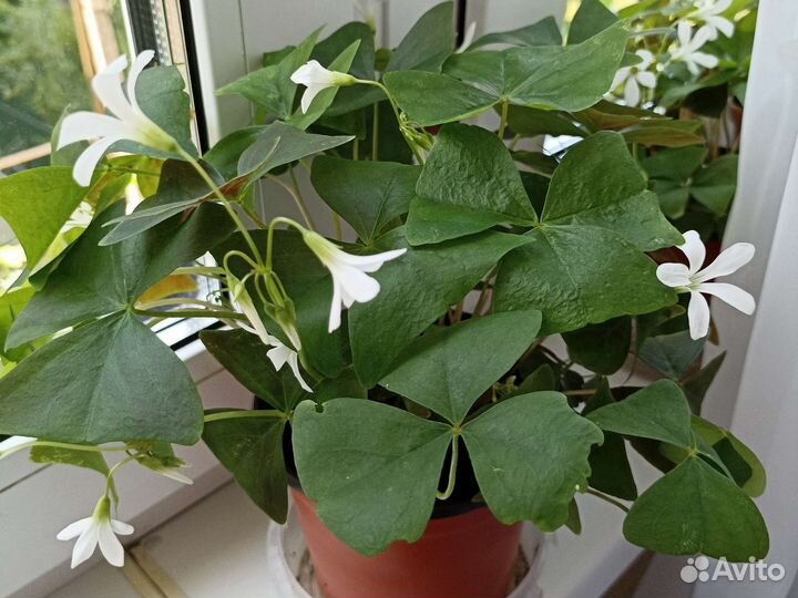 Оксалис (кислица)