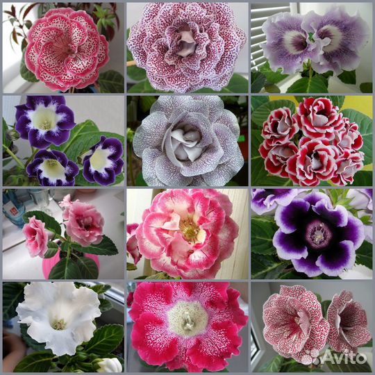 Семена комнатных растений