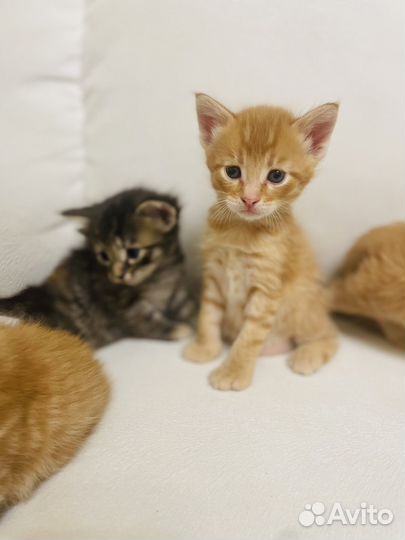 Котята мейн кун
