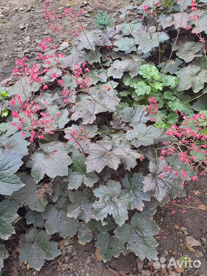 Растения гейхера