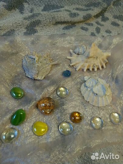 Ракушки для аквариума
