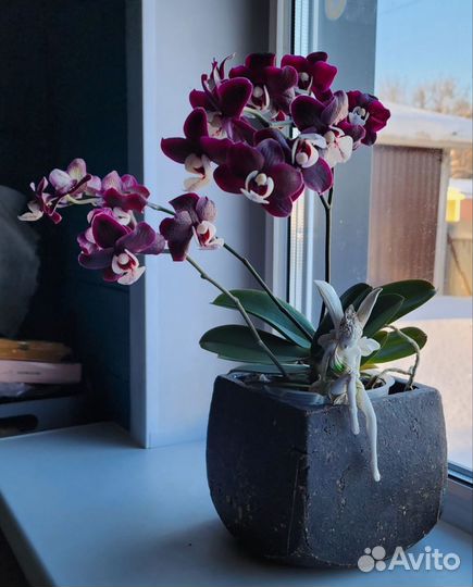 Орхидея Dpts. Black Princess