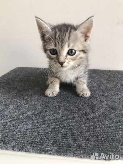 Котята в добрые руки 1 месяц