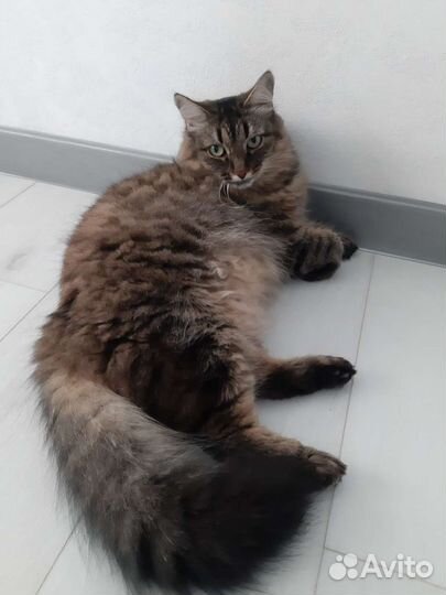 Кот Сибирский