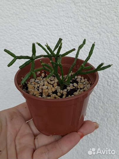 Хатиора (Рипсалис)