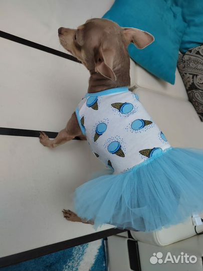 Одежда для маленьких собак