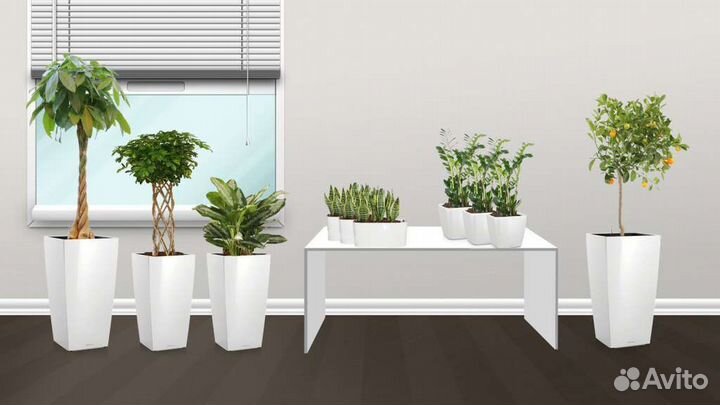 Озеленение и растения на заказ