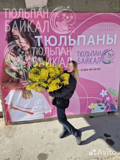 Свежие ветки мимозы розница/опт