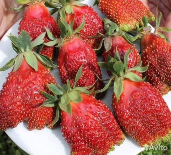 Клубника ранняя