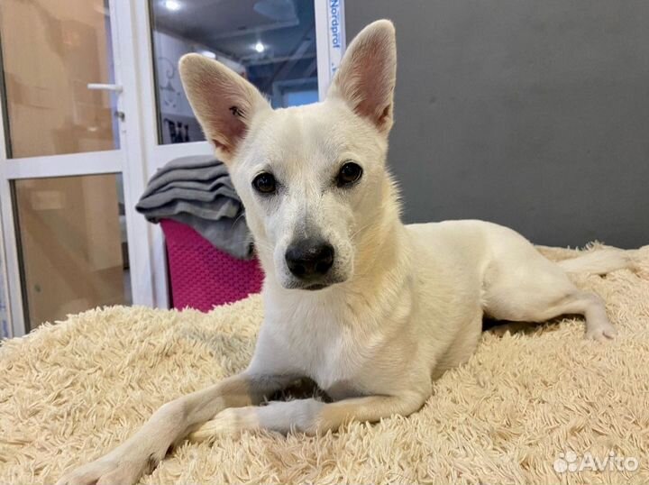 Собака в добрые руки