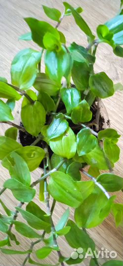 Традесканция, хлорофитум, колумнея, каланхоэ