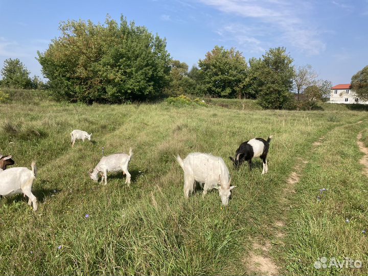 Козы и козлята