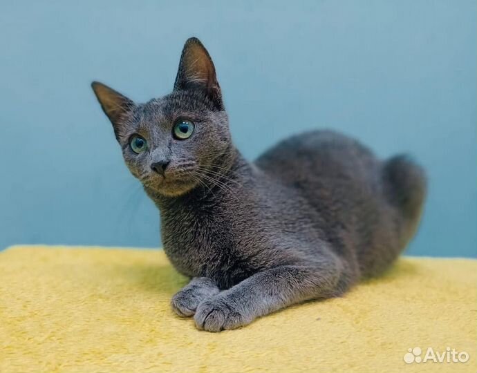 Русская голубая