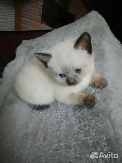 Тайские котята