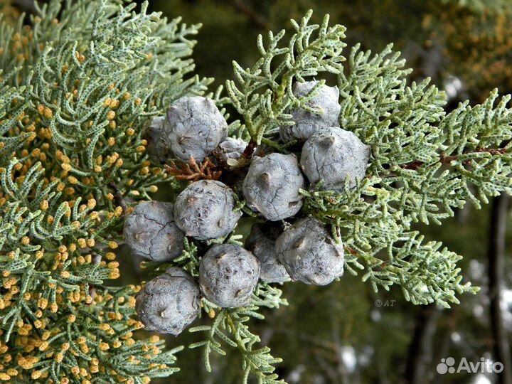 Кипарис Аризонский, семена