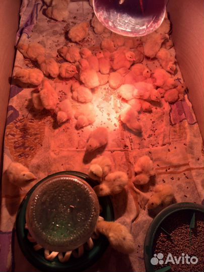 Суточные перепелята