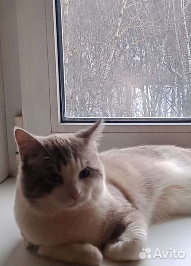 Кот на вязку