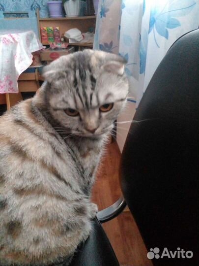 Шотландская кошечка