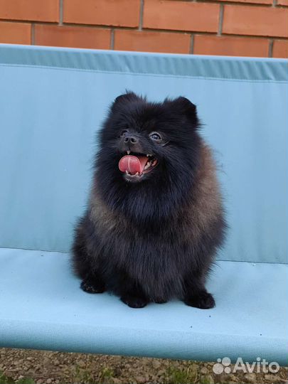 Померанский шпиц мини в любимчики