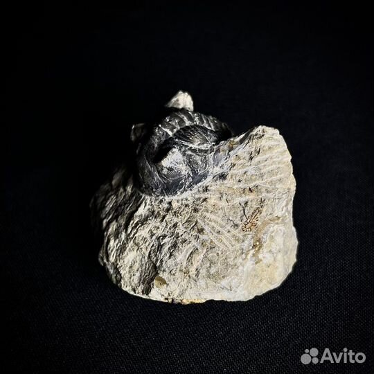 Трилобит окаменелость ископаемое палеонтология