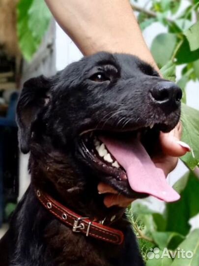 Собака благодарная в дар