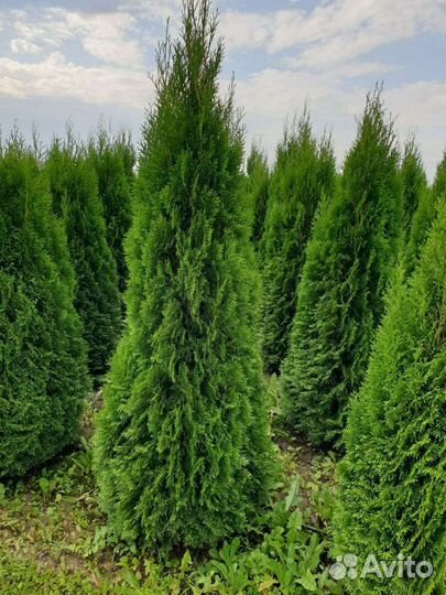 Саженцы сосны, ели, пихты, туя, береза
