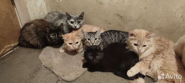 SOS кошки в беде