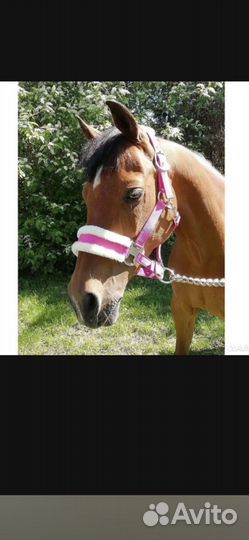 Недоуздок для лошади