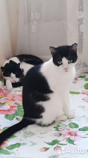 Кошка Ариша в хорошие руки