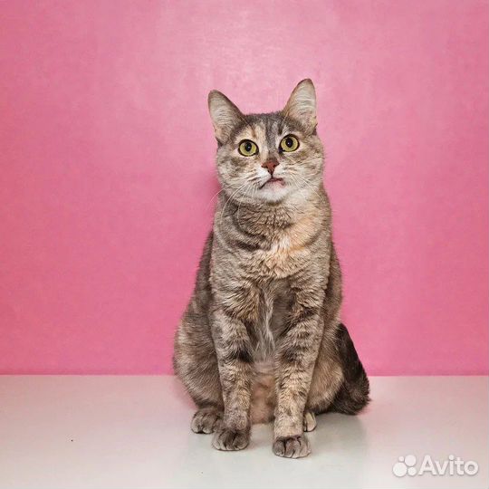 Британская кошка в дар бесплатно Клюква
