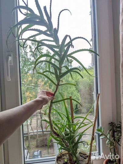 Алоэ каланхоэ многолетнее