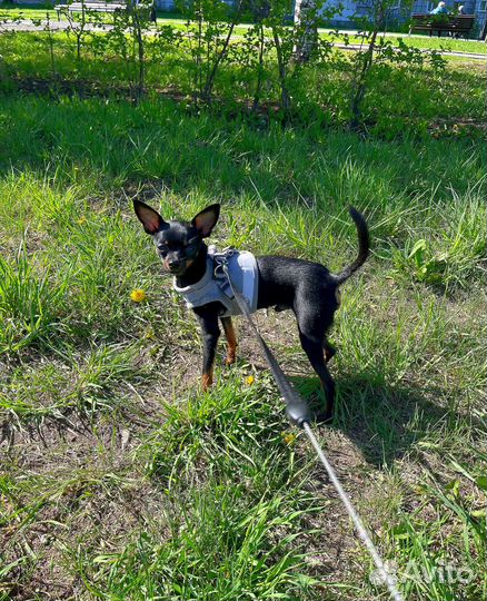 Мини той-терьер Вязка